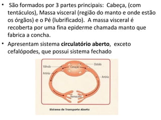 • São formados por 3 partes principais: Cabeça, (com
  tentáculos), Massa visceral (região do manto e onde estão
  os órgãos) e o Pé (lubrificado). A massa visceral é
  recoberta por uma fina epiderme chamada manto que
  fabrica a concha.
• Apresentam sistema circulatório aberto, exceto
  cefalópodes, que possui sistema fechado
 