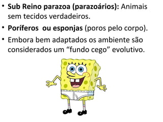 • Sub Reino parazoa (parazoários): Animais
  sem tecidos verdadeiros.
• Poríferos ou esponjas (poros pelo corpo).
• Embora bem adaptados os ambiente são
  considerados um “fundo cego” evolutivo.
 