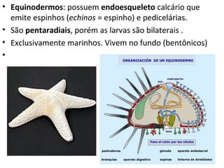 • Equinodermos: possuem endoesqueleto calcário que
  emite espinhos (echinos = espinho) e pedicelárias.
• São pentaradiais, porém as larvas são bilaterais .
• Exclusivamente marinhos. Vivem no fundo (bentônicos)
•
 