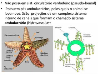 • Não possuem sist. circulatório verdadeiro (pseudo-hemal)
• Possuem pés ambulacrários, pelos quais o animal se
  locomove. Ssão projeções de um complexo sistema
  interno de canais que formam o chamado sistema
  ambulacrário (hidrovascular).
 