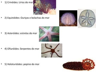 •   1) Crinóides: Lírios do mar




•   2) Equinóides: Ouriços e bolachas do mar




•   3) Asteróides: estrelas do mar




•   4) Ofiuróides: Serpentes do mar




•   5) Holoturióides: pepino do mar
 