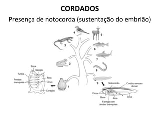 CORDADOS
Presença de notocorda (sustentação do embrião)
 