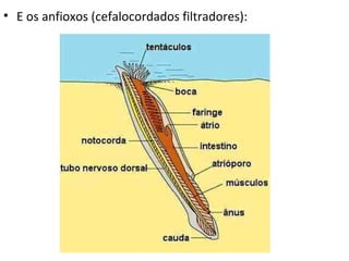 • E os anfioxos (cefalocordados filtradores):
 