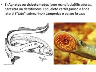 • 1) Agnatos ou ciclostomados (sem mandíbula)filtradores,
  parasitas ou detritivoros. Esqueleto cartilaginoso e linha
  lateral (“tato” submarino:) Lampreias e peixes bruxas
 