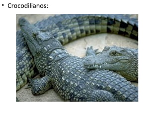 • Crocodilianos:
 
