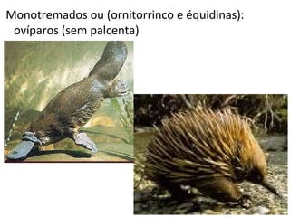 Monotremados ou (ornitorrinco e équidinas):
 ovíparos (sem palcenta)
 