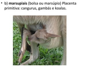 • b) marsupiais (bolsa ou marsúpio) Placenta
  primitiva: cangurus, gambás e koalas.
 