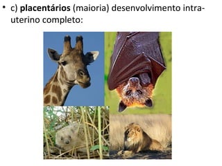 • c) placentários (maioria) desenvolvimento intra-
  uterino completo:
 