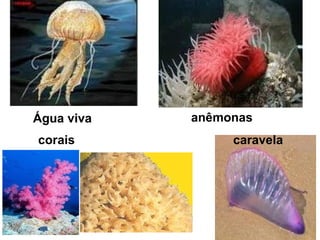 Água viva   anêmonas
corais           caravela
 