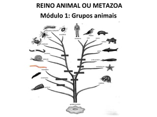 REINO ANIMAL OU METAZOA
 Módulo 1: Grupos animais
 