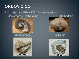 Aprox. de hace 510 a 438 millones de años
Gasteropódo (platystroma) Herbertella
Cephalopodo Asaphuss
 