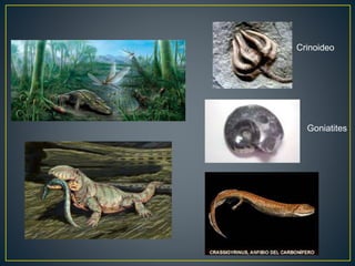 Goniatites
Crinoideo
 