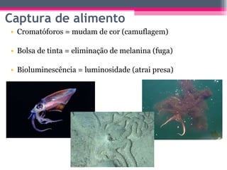 Cromatóforos = mudam de cor (camuflagem) Bolsa de tinta = eliminação de melanina (fuga) Bioluminescência = luminosidade (atrai presa) Captura de alimento 