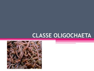 CLASSE OLIGOCHAETA 
