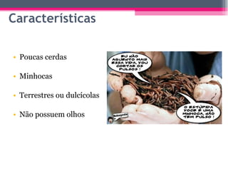 Características Poucas cerdas Minhocas Terrestres ou dulcícolas Não possuem olhos 