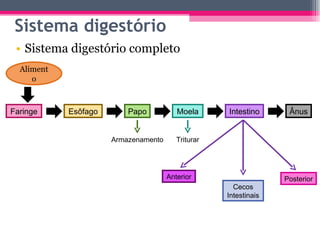 Sistema digestório Sistema digestório completo Faringe Esôfago Papo Moela Intestino Ânus Alimento Armazenamento Triturar Anterior Posterior Cecos Intestinais 