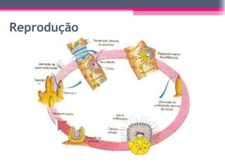 Reprodução 