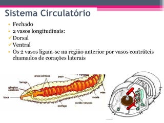 Sistema Circulatório Fechado 2 vasos longitudinais: Dorsal  Ventral Os 2 vasos ligam-se na região anterior por vasos contráteis chamados de corações laterais 
