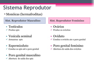 Sistema Reprodutor Sist. Reprodutor Masculino Sist. Reprodutor Feminino Testículos Produz sptz Vesícula seminal Armazena  sptz Espermioduto Conduz os sptz até o poro genital Poro genital masculino Abertura  de saída dos sptz Ovários Produz os ovócitos Oviduto Conduz o ovócito ate o poro genital Poro genital feminino Abertura de saída dos ovócitos Monóicas (hermafroditas) 