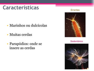 Características Marinhos ou dulcícolas Muitas cerdas Parapódios: onde se insere as cerdas Sedentários Errantes 