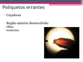 Poliquetos errantes Caçadores Região anterior desenvolvida: Olhos  tentáculos 