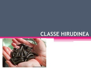 CLASSE HIRUDINEA 