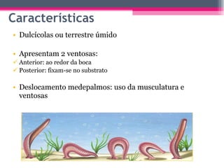 Características Dulcícolas ou terrestre úmido Apresentam 2 ventosas: Anterior: ao redor da boca Posterior: fixam-se no substrato Deslocamento medepalmos: uso da musculatura e ventosas  