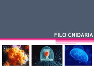 FILO CNIDARIA 