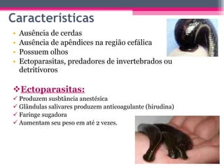 Características Ausência de cerdas Ausência de apêndices na região cefálica Possuem olhos Ectoparasitas, predadores de invertebrados ou detritívoros Ectoparasitas: Produzem susbtância anestésica Glândulas salivares produzem anticoagulante (hirudina) Faringe sugadora  Aumentam seu peso em até 2 vezes. 