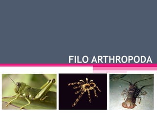 FILO ARTHROPODA 