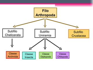 Subfilo  Uniramia Filo Arthropoda Subfilo  Crustacea Subfilo  Chelicerata Classe Insecta Classe Diplopoda Classe Chilopoda Classe Archnida 
