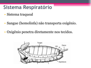 Sistema traqueal Sangue (hemolinfa) não transporta oxigênio. Oxigênio penetra diretamente nos tecidos. Sistema Respiratório 