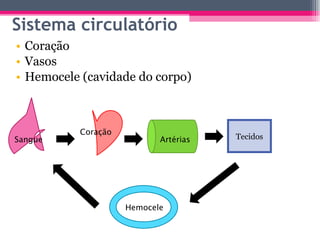 Coração  Vasos Hemocele (cavidade do corpo) Sistema circulatório Sangue Coração Artérias Tecidos Hemocele 