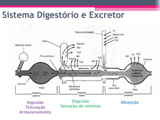Sistema Digestório e Excretor Ingestão Trituração Armazenamento Digestão Secreção de enzimas Absorção 