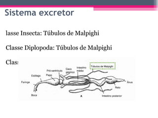 Sistema excretor Classe Insecta: Túbulos de Malpighi Classe Diplopoda: Túbulos de Malpighi Classe Chilopoda: Túbulos de Malpighi 
