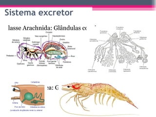 Sistema excretor Classe Arachnida: Glândulas coxais Subfilo Crustacea: Glândulas verdes ou antenais 