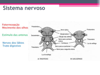 Sistema nervoso Fotorrecepção Movimento dos olhos Estímulo das antenas Nervos dos lábios Trato digestivo 