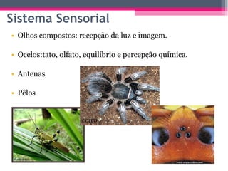 Olhos compostos: recepção da luz e imagem. Ocelos:tato, olfato, equilíbrio e percepção química. Antenas Pêlos Sistema Sensorial 