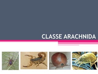 CLASSE ARACHNIDA 