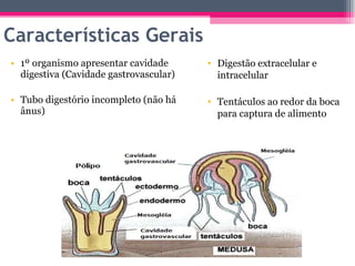 Características Gerais 1º organismo apresentar cavidade digestiva (Cavidade gastrovascular) Tubo digestório incompleto (não há ânus) Digestão extracelular e intracelular Tentáculos ao redor da boca para captura de alimento 