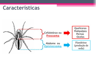 Características Cefalotórax ou  Prossoma Abdome  ou  Opistossoma Quelíceras Pedipalpos Pernas  Ocelos Fiandeiras  (produção de seda) 