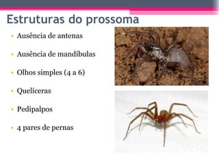 Estruturas do prossoma Ausência de antenas Ausência de mandíbulas Olhos simples (4 a 6) Quelíceras Pedipalpos 4 pares de pernas 
