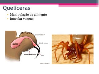 Manipulação de alimento Inocular veneno Quelíceras 