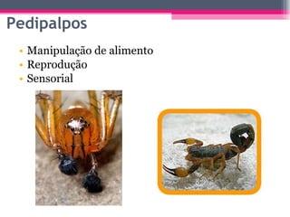 Manipulação de alimento Reprodução Sensorial Pedipalpos 