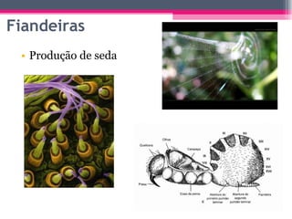 Produção de seda Fiandeiras 