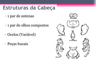 Estruturas da Cabeça 1 par de antenas 1 par de olhos compostos Ocelos (Variável) Peças bucais 