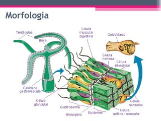 Morfologia 
