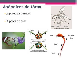 Apêndices do tórax 3 pares de pernas 2 pares de asas 