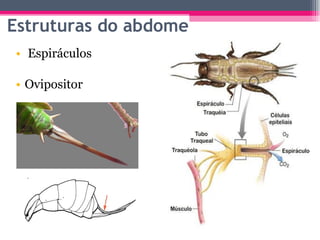 Estruturas do abdome Espiráculos Ovipositor 