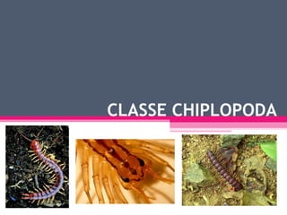 CLASSE CHIPLOPODA 